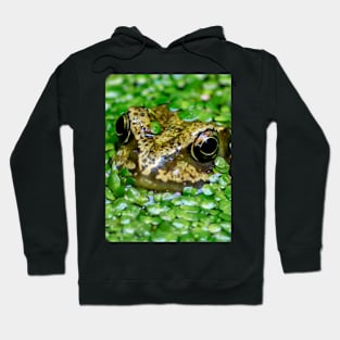 Frog hiding in the weeds Hoodie